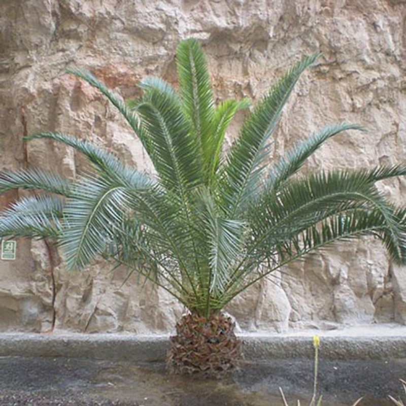 Pair of Hardy Phoenix Palms 100cm Tall