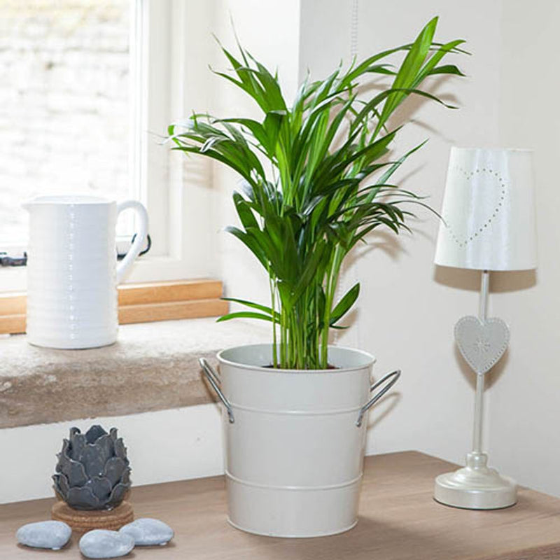 Areca Palm - 14cm Pot