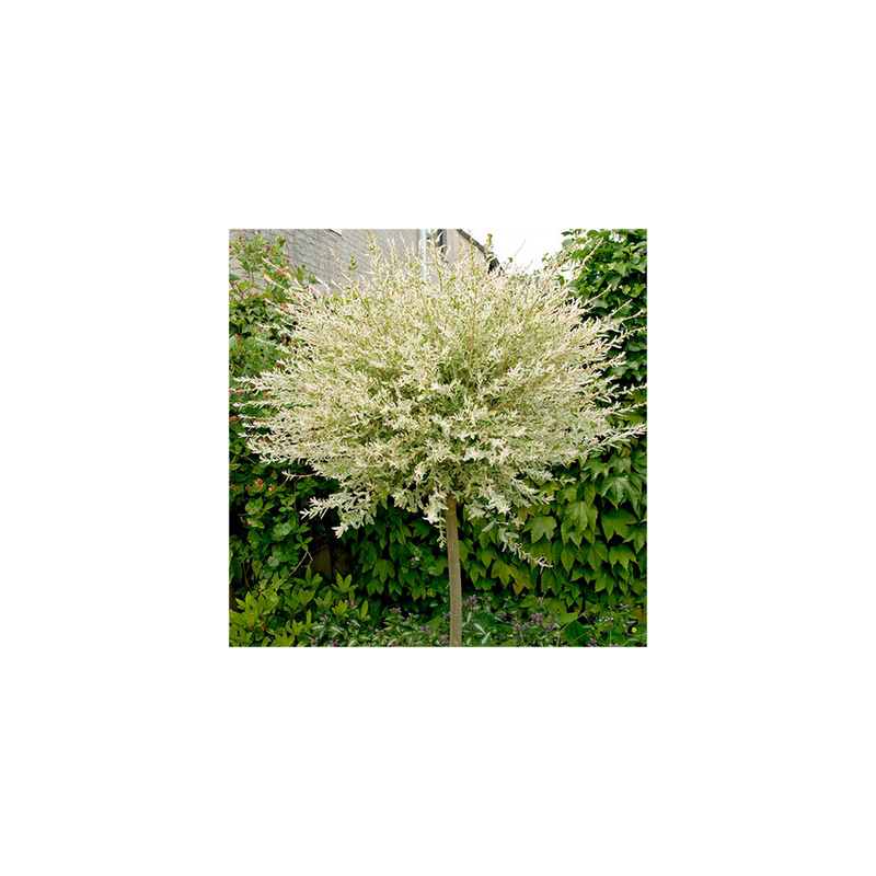 Salix int &
