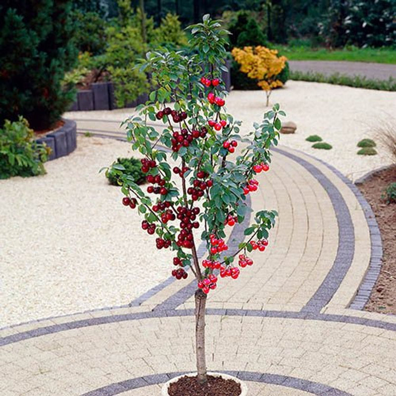Duo Fruit Cherry Tree - 2 Varieties On One Tree
