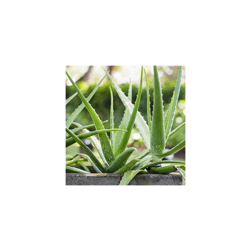 Aloe Vera - 14cm Pot