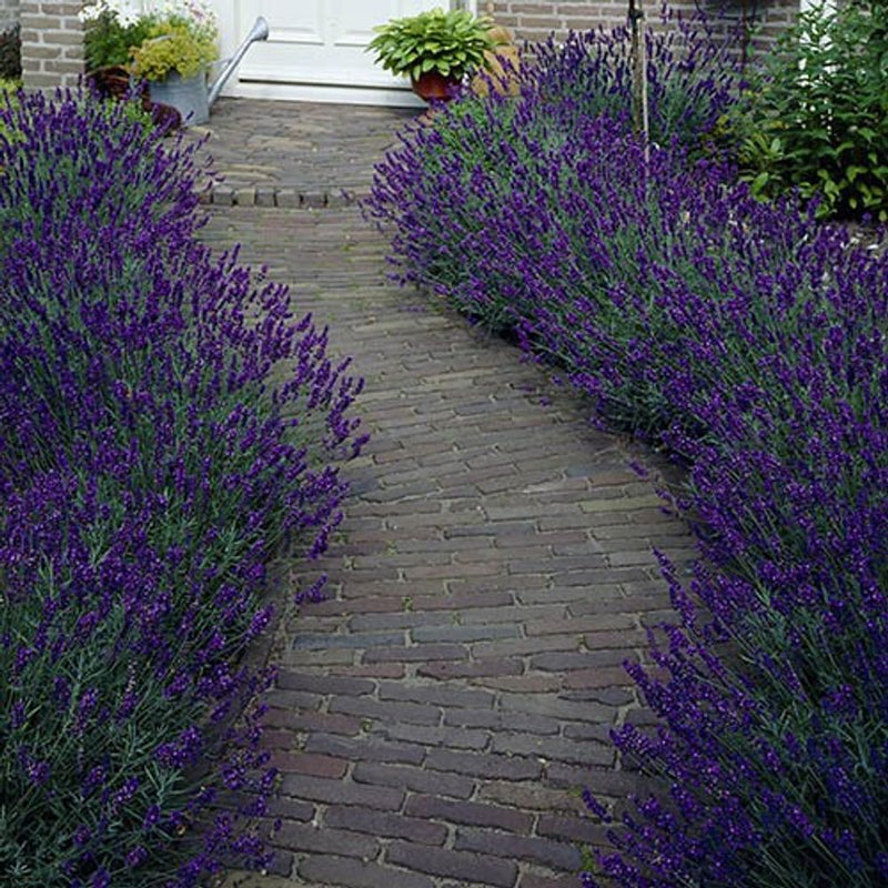 Hedging Lavender Hidcote x 10 Plants in 9cm Pots