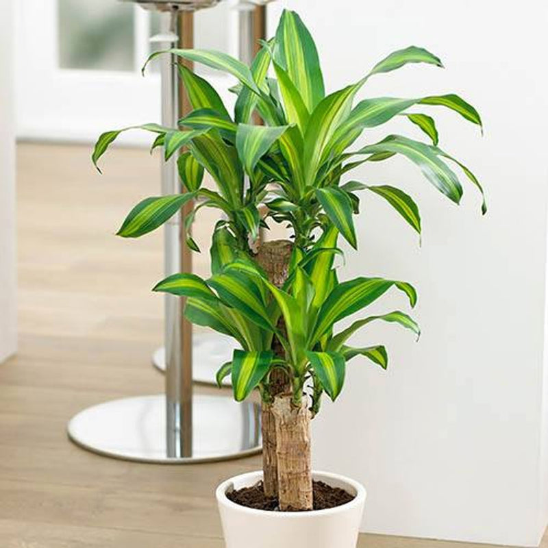 Dracaena Fragrans Yellow Coast - 17cm Pot