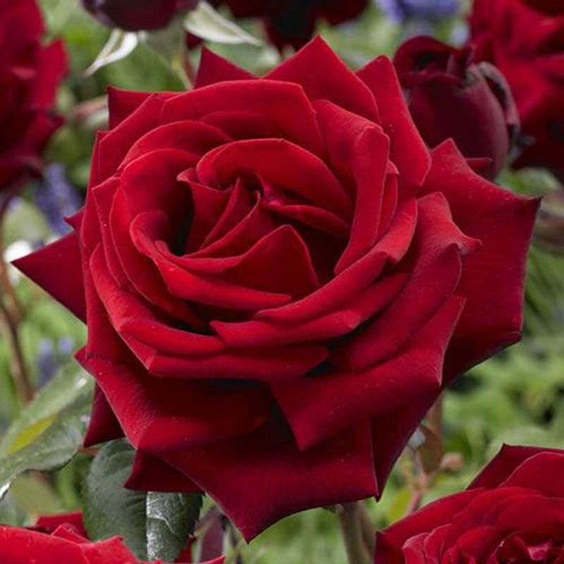 Best Ever 5 Bush Hybrid Tea Rose Collection