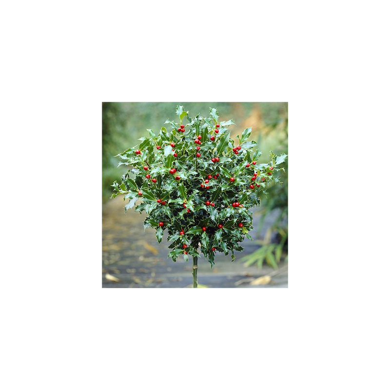 Pair of Holly Standards (Ilex Blue Maid)