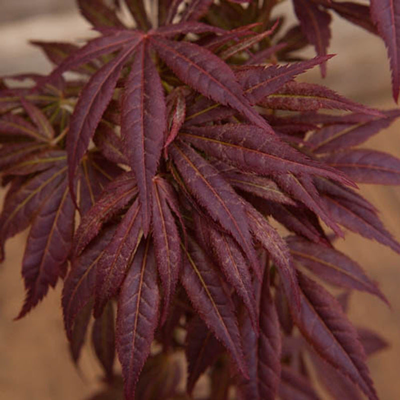 Japanese Maple Acer Collection x 3 Plants in 9cm Pots