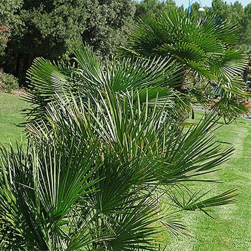 Hardy Fan Palm Tree Trachycarpus 60-70cm Tall