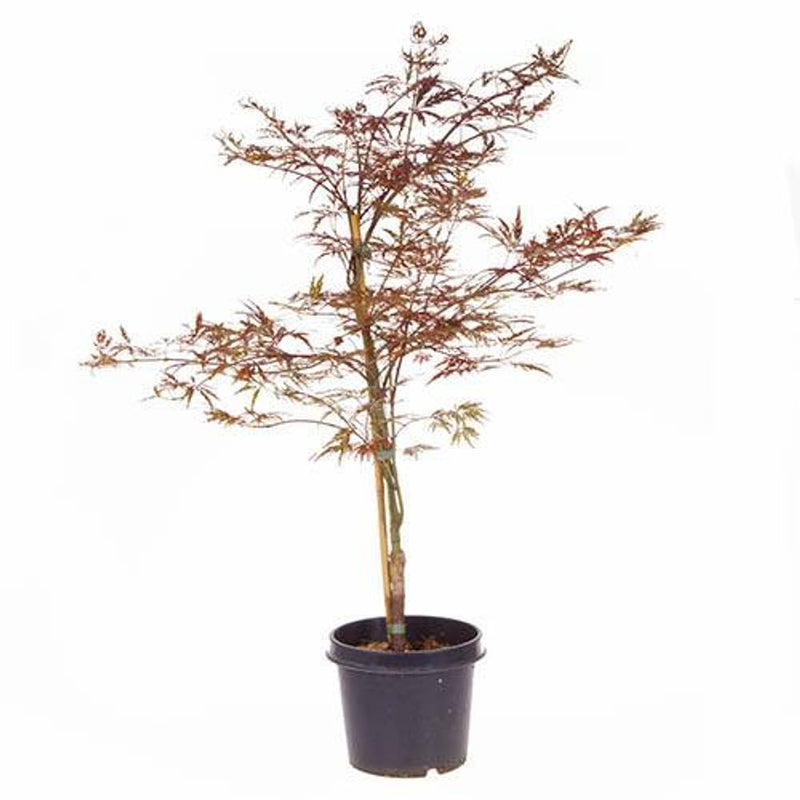 Acer Palmatum &