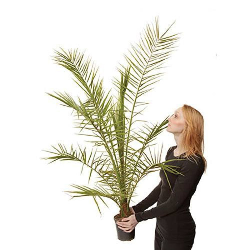 Pair of Hardy Phoenix Palms 100cm Tall