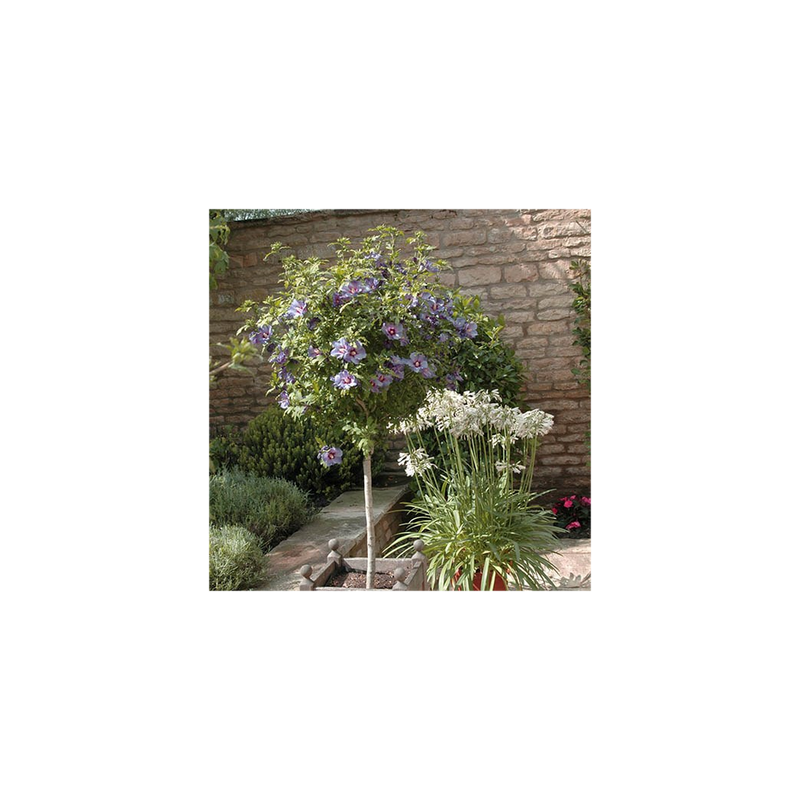 Standard Hibiscus Marina Blue