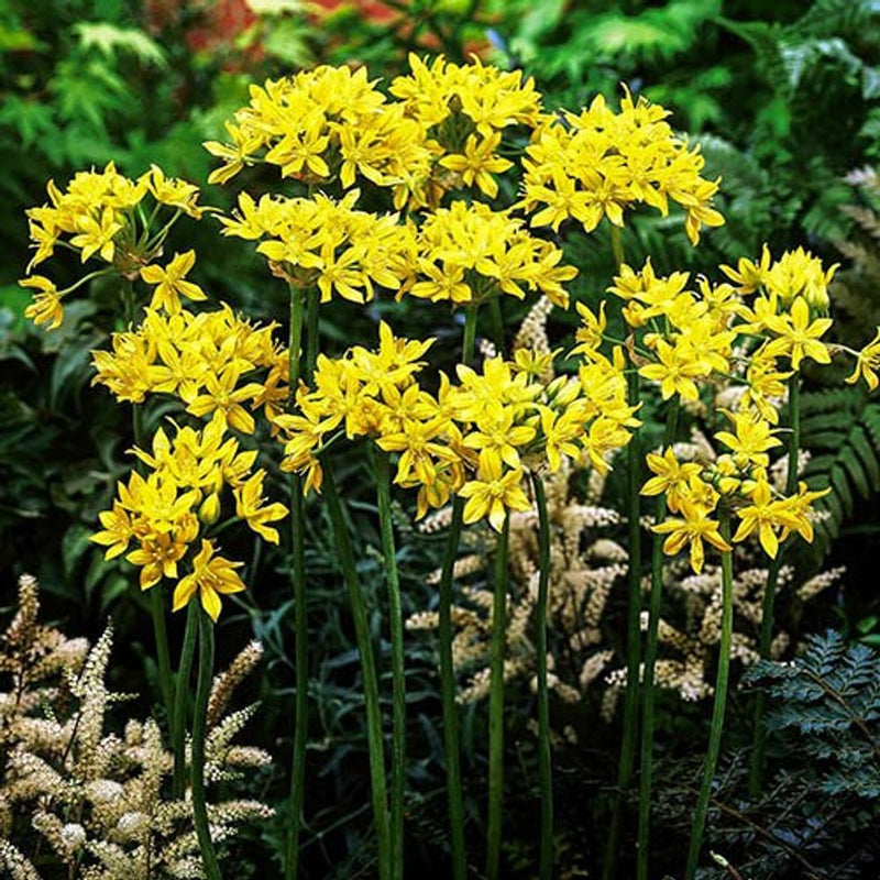 Allium Collection Bulbs x100