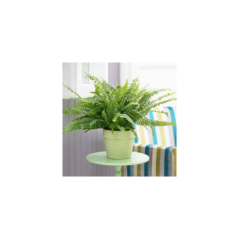 Hanging Fern Nephrolepis Sonata  - 19cm Pot