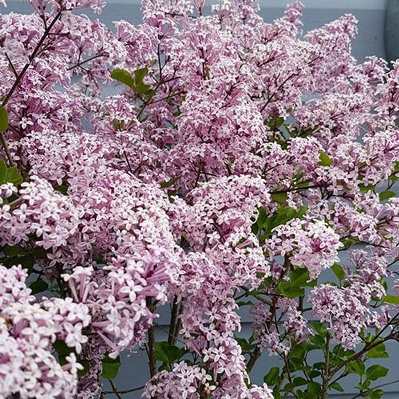 Syringa &
