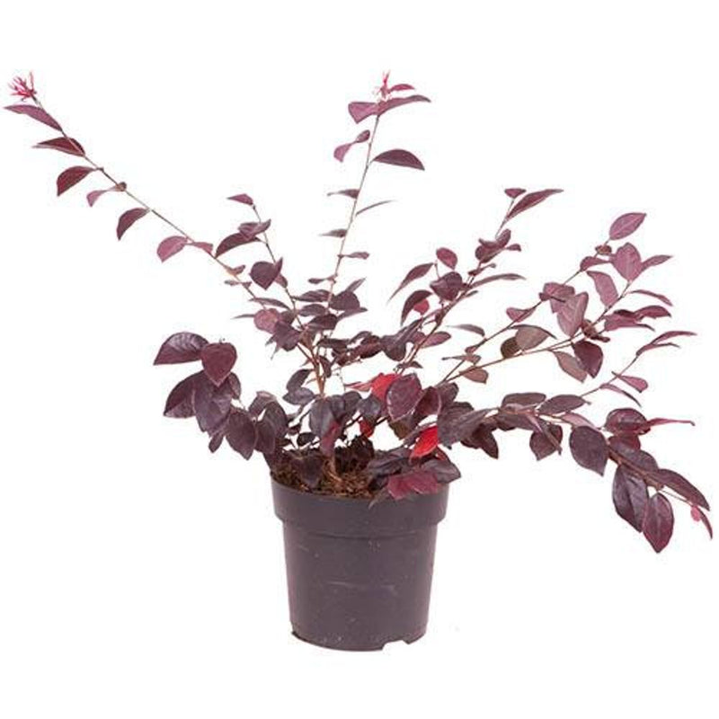 Loropetalum &