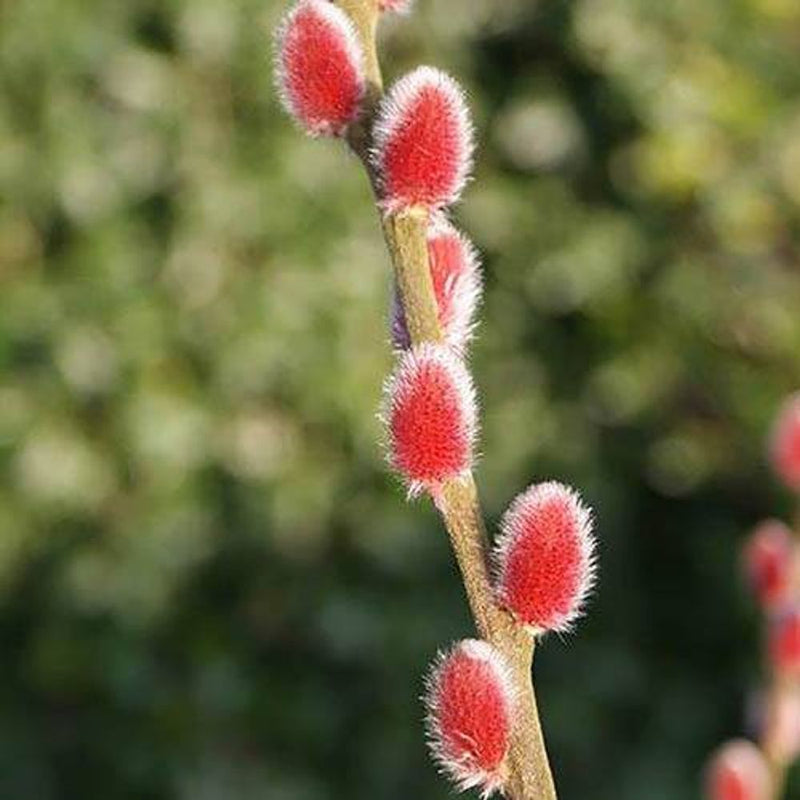 Salix Gracilistyla &