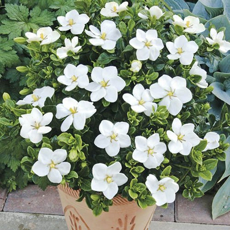 Gardenia &