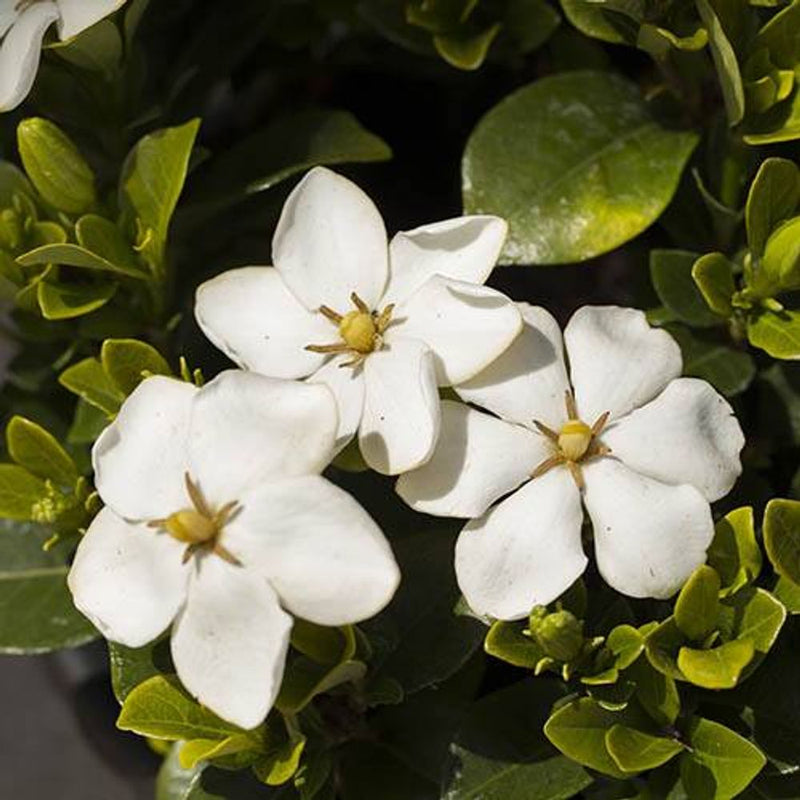 Gardenia &