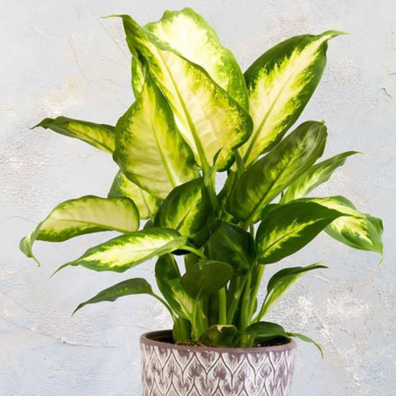 Mixed Houseplant Collection x 6 plants in 12cm Pots