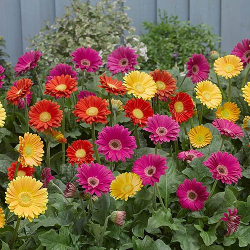Hardy Gerbera &