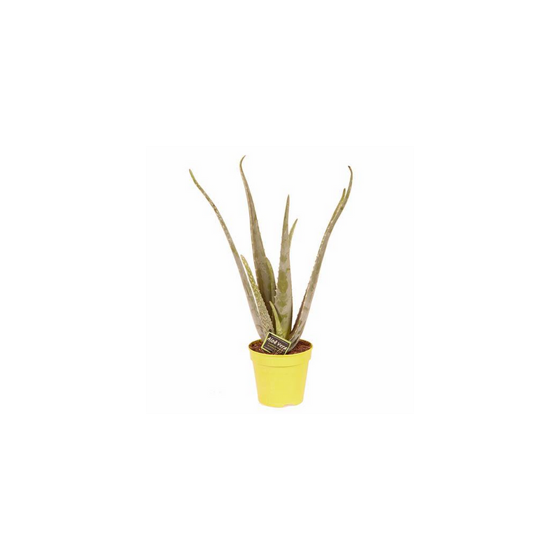Aloe Vera - 14cm Pot