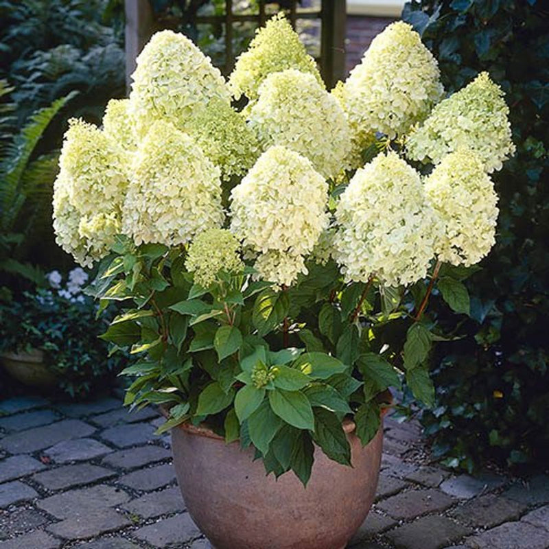 Hydrangea Paniculata &