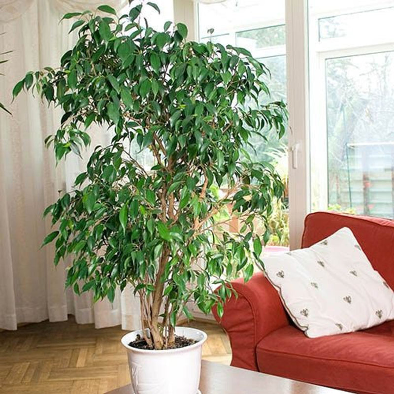 Ficus Benjamanica Exotica - Weeping Fig 90cm Tall in 21cm Pot