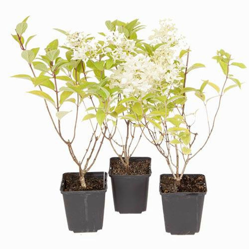 Hydrangea Paniculata &