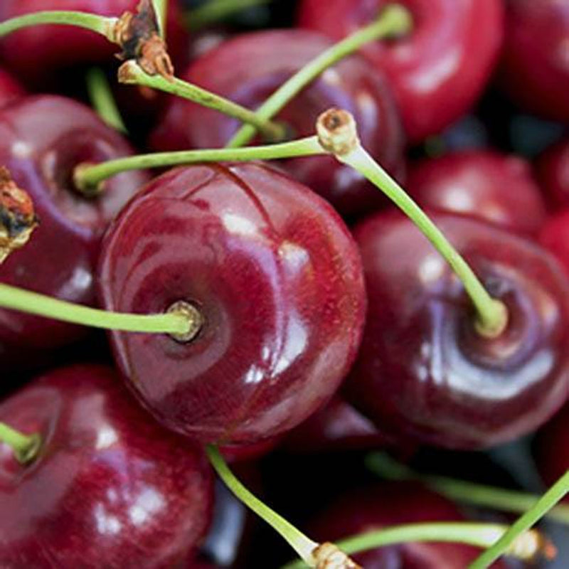 Duo Fruit Cherry Tree - 2 Varieties On One Tree