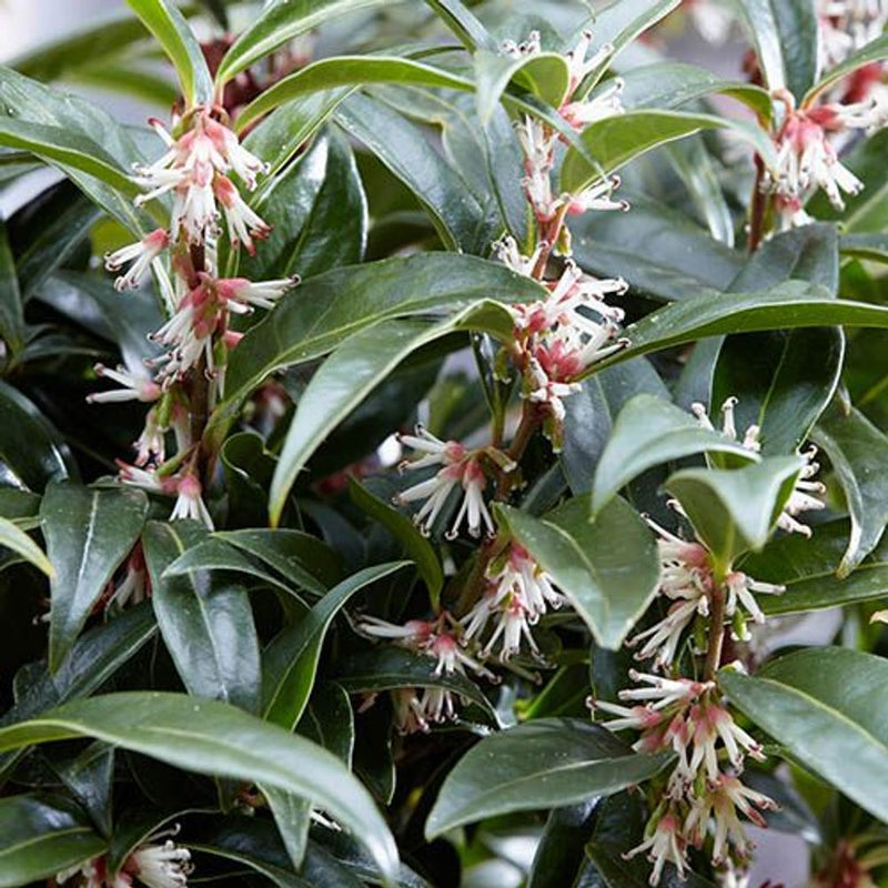 Sarcococca Hookeriana &