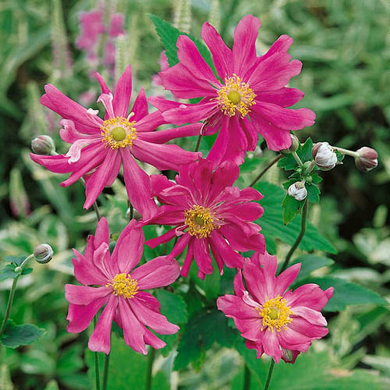 Hardy Japanese Anemone Collection x 3 Plants in 9cm Pots