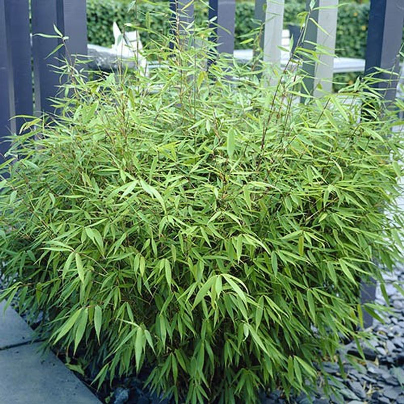 Fargesia Rufa (Fountain Bamboo) in 5L Pot
